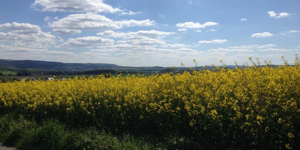 Rappsfeld unter blauem Himmel