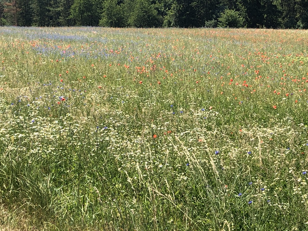 Wiese mit Sommerblumen