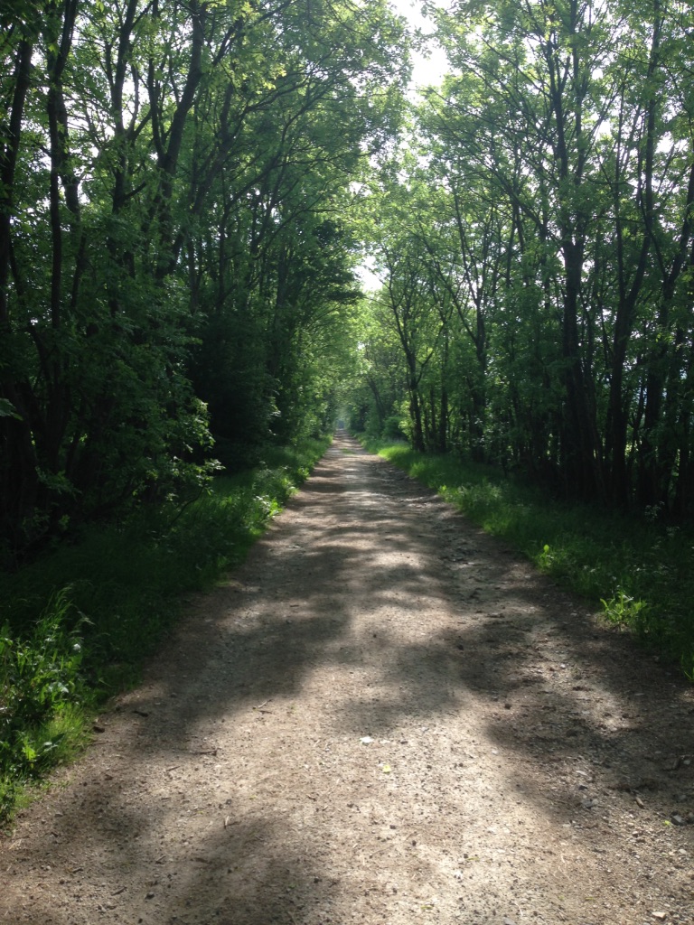 Weg durch einen Wald