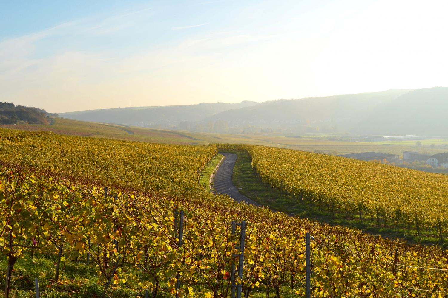 Weinberge